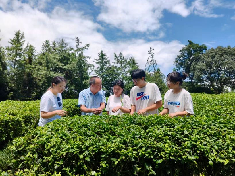 浙旅院师生探秘文成荒野茶，解码山区共富路